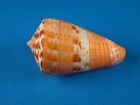 Conus vittatus, Great Pattern and Color, 32.2mm, Panama Shell G3842
