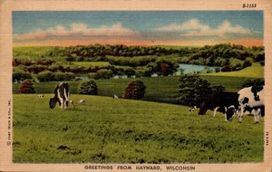 POSTAL SALUDOS DESDE HAYWARD WISCONSIN - VACAS EN EL CAMPO - Imagen 1 de 2