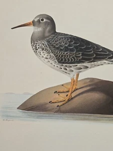 Antique Bird Print - 1920 Scandinavian Chromolithograph - Trina Maritima Bird - Picture 1 of 6