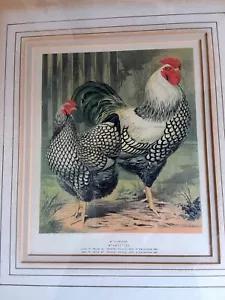 GIOCO POLLAME STAMPA WYANDOTTES - LUDLOW -GRAFICHE TASSOTTI - GALLI UCCELLINI - Foto 1 di 3