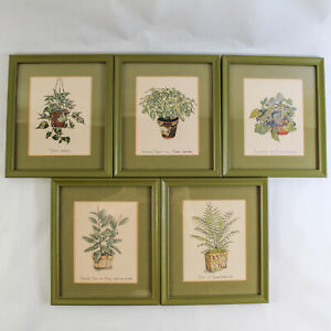 Lot de 5 dessins vintage encadrés de plantes maison Dandeleau vert avocat 1975