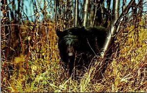 Just Barely Awake Vacation land Scene Black Bear Wisconsin Postcard - Picture 1 of 2
