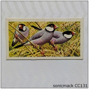 Brooke Bond Tropical Birds #43 Java Sparrow Tea Card (C) (CC131)