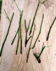 Bambusa vulgaris cv. Wamin (Giant Buddha's Belly cutting propagate Clumping X 10 - Picture 1 of 1