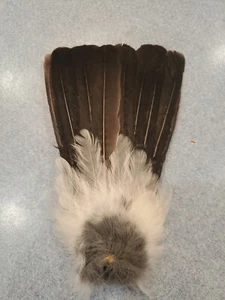 X Eurasian Blue Jay Bird Full Tail Feathers JB5 - Picture 1 of 2