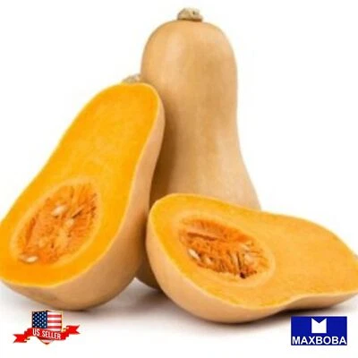 44 semillas frescas de calabaza - invierno - Waltham Butternut reliquia sin OGM Foto 1 de 3
