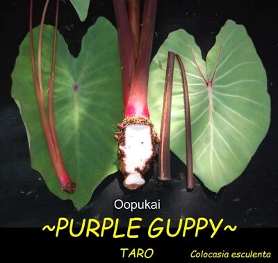 ~‘O‘OPUKAI~ PURPLE GUPPY edible TARO Colocasia HAWAIIAN live small starter Plant - Image 1 of 4
