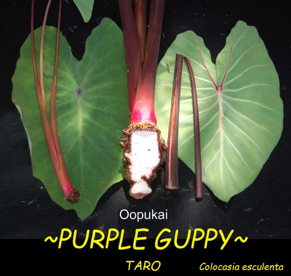 ~‘O‘OPUKAI~ PURPLE GUPPY edible TARO Colocasia HAWAIIAN live small starter Plant - Image 1 of 4