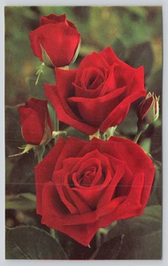 Postal Michigan Bulb Co Red Royalty Hybrid Tea Rose 1997 America Gardeners - Imagen 1 de 2