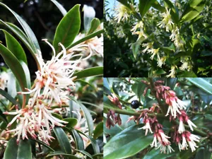 CHRISTMAS BOX COLLECTION, scented winter flowering shrub, Sarcococca, 3 species - Picture 1 of 5
