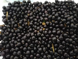 50 semi albero della pioggia dorato - per progetti artistici e artigianali - ACQUISTA UNO RICEVI UNO GRATIS - Foto 1 di 2