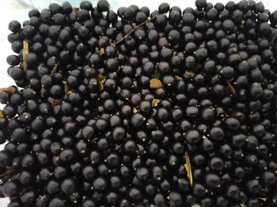 100 semi albero della pioggia dorato - per progetti artistici e artigianali - ACQUISTA UNO RICEVI UNO GRATIS - Immagine 1 di 2