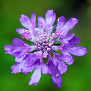 Scabiosa atropurpurea SWEET SCABIOUS PINCUSHION •100-2,500 SEEDS •Plants Flowers - Picture 1 of 4