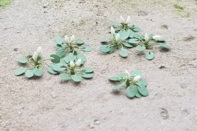 MP SCENERY 10 Water Lilies N Gauge Farm Flowering Plants Railroad Layout N Scale - Image 1 of 4