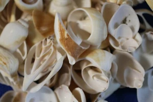 1 PFUND, Canarium Muscheln, Multi Schnitte, Harz Gießen Handwerk, Kerzeneinbettungen CS-17 - Bild 1 von 12