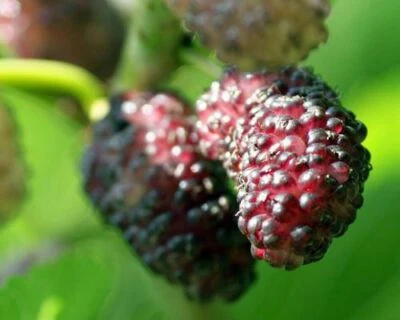 Morera - 'Dwarf Everbearing' - Morus nigra planta viva fruta comestible Foto 1 de 4