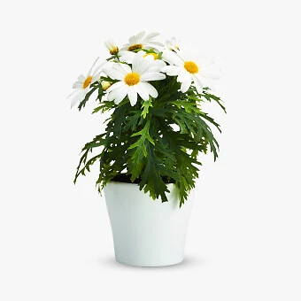 Pflanzen, Sämereien & Blumenzwiebeln