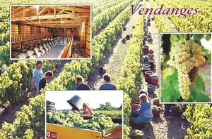 Postcard France French Vendanges grape harvest - Picture 1 of 2