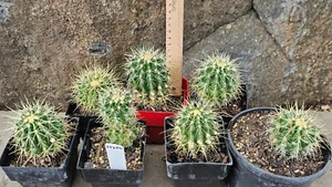 Echinocactus grusonii - Golden Barrel, Golden Ball Cactus - SET OF 7 - (25250) - Picture 1 of 8