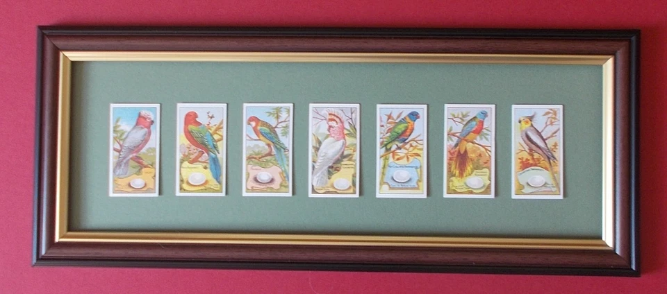 BIRDS FRAMED  X 7 - Image 1 of 1