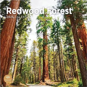 2024 Redwood Forest Monthly Wall Calendar, 12x12" (closed)