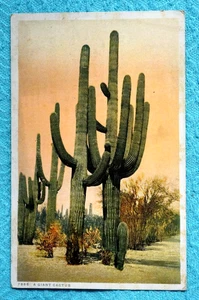 Un cactus gigante - Imagen 1 de 2