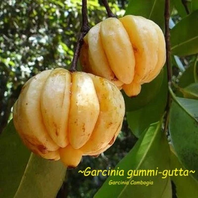 ~GORAKA~ Garcinia Cambogia Garcinia gummi-gutta Live potd plant - Image 1 of 4