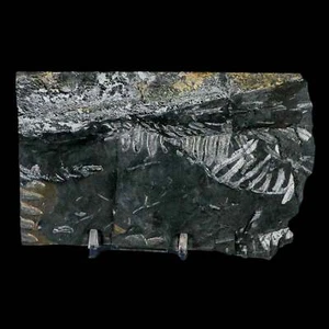 5,2 Zoll Alethopteris Farn Pflanze Blatt Fossil Karbon Alter Llewellyn FM ST Clair - Bild 1 von 9