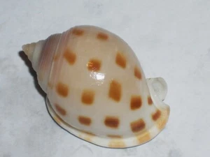 SEMICASSIS BISULCATA EXTRA DWARF - Picture 1 of 2