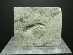 Hard to obtain Old stock Kimberella Ediacaran biota Kimberella quadrata 8 g from - Picture 1 of 4