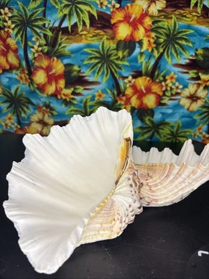 Bear Paw Clam Seashell Pair Hippopus Hippopus (1 shell pair approx. 4+ inches)  - Image 1 of 4