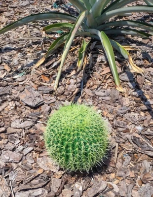 6" Artificial barrel cactus. - Image 1 of 4