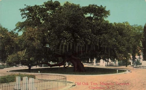 Postcard Old Oak Tree Magnolia Cemetery Charleston South Carolina SC DB - Picture 1 of 2