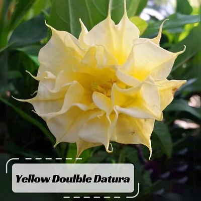 25+ Yellow Doulble Trumpet Seeds-Perennial- Authentic Seeds-Self-Pollinating - Image 1 of 4