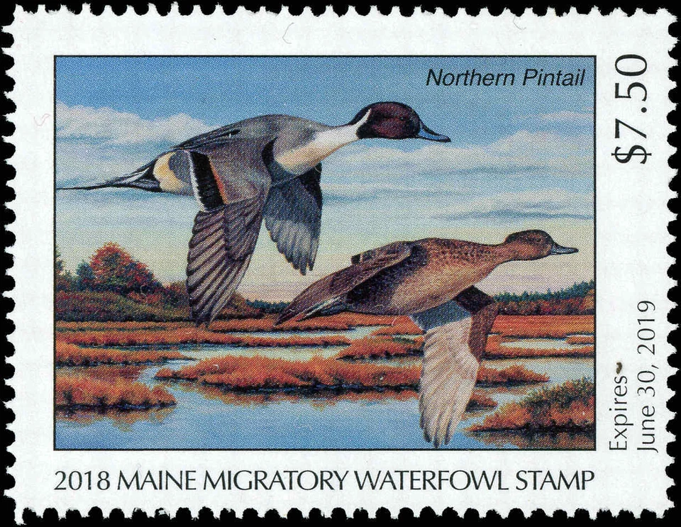 MAINE  #35  2018 STATE DUCK STAMP NORTHERN PINTAIL by Johanna Hoffman - Image 1 of 1