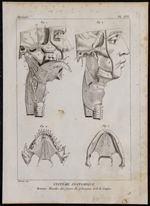 1825 - Muskeln Pressbacken, Du des Rachens und Sprache - Gravur Antik - Anatomie - Imagen 1 de 3