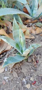 2 Live Plant Agave Succulent plant Bare Root (4 inches to 6 inches per each) - Picture 1 of 8