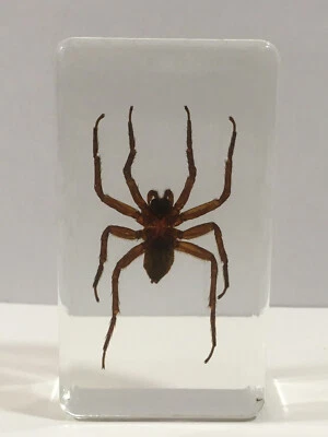 Spider in Resin - Real Spider Insect Taxidermy Specimen Educational Odd Gifts - Image 1 of 4