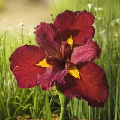 IRIS LOUISIANA Lys Aquatique Rouge Iris 'Ann Chowing'  Plante Bassin Vivace • 3.99€
