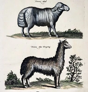 1657 Lama, Goat, Sheep, M. Merian, folio, 3 hand coloured engravings, mammals - Picture 1 of 4