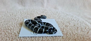 LITTLE CRITTERZ Königsschlange "König" Miniaturfigur neu KOSTENLOSER VERSAND LC310 - Bild 1 von 6