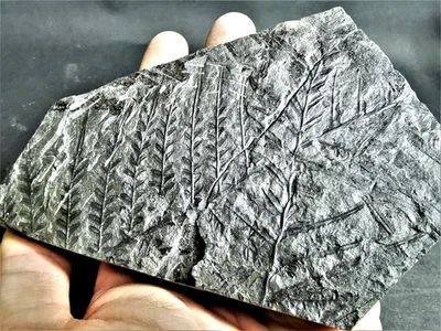 Alethopteris lonchitica – Carboniferous fossil fern - Image 1 of 4