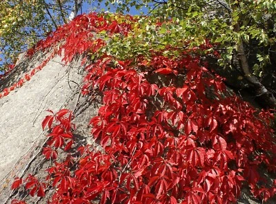 SEED-Fast Growing Virginia Creeper Vine with Spectacular Fall Red Foliage Seeds - Image 1 of 4