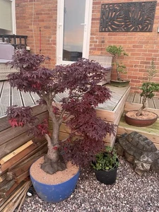 Bonsai Tree - Picture 1 of 6