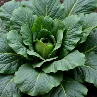 Spinach Seeds, Bloomsdale, Heirloom, Non-GMO, Cold Hardy, Free Shipping - Image 1 of 2