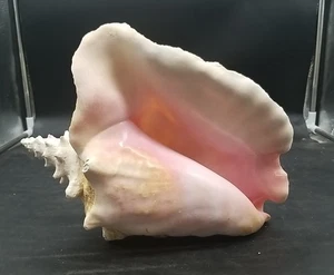 Large Horned King Queen Helmet Conch Sea Shell 12x8" Giant Pink Blowing Horn Big - Picture 1 of 6