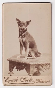 Perro perro chien CDV foto foto 1880 perros perros chien zoología zoología - Imagen 1 de 1