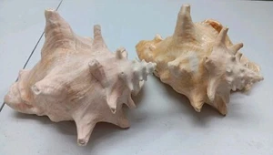 Lot Of 2 Conch Shells Natural Pink Sea Shells - Picture 1 of 3