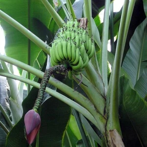 7 Seeds Musa balbisiana var. balbisiana, Banana Tree - Picture 1 of 1