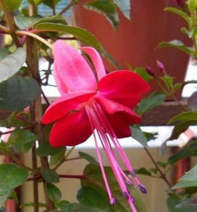 Fuchsie "Heri Cyclops", sehr kräftige Pflanze, - Bild 1 von 5